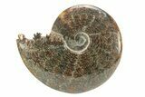 Polished Ammonite (Cleoniceras) Fossil - Madagascar #226292-1